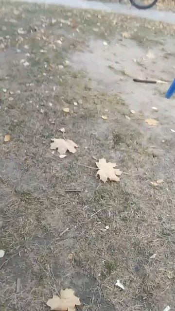 сажаем палку