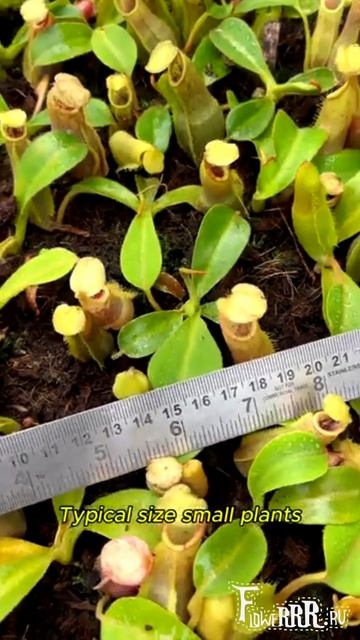 Непентес Spathulata * Veitchii (BE-3648)