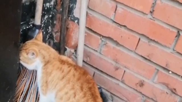 Кошачий приют поневоле.