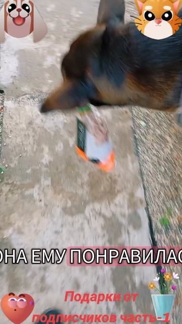 Подарки от подписчиков часть-1🐶🐱😆