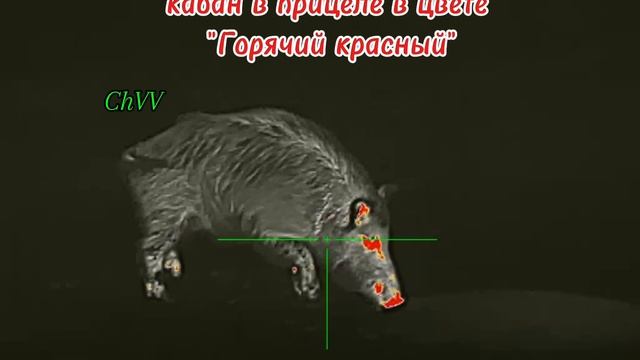 Кабан в тепловизионном прицеле