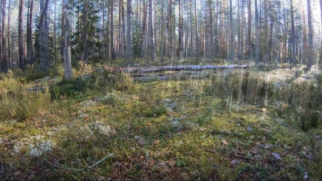 Грибы отличные и лес прекрасен. Сосновый Бор, Природа, Красота. И думаю на этом с грибами всё.
