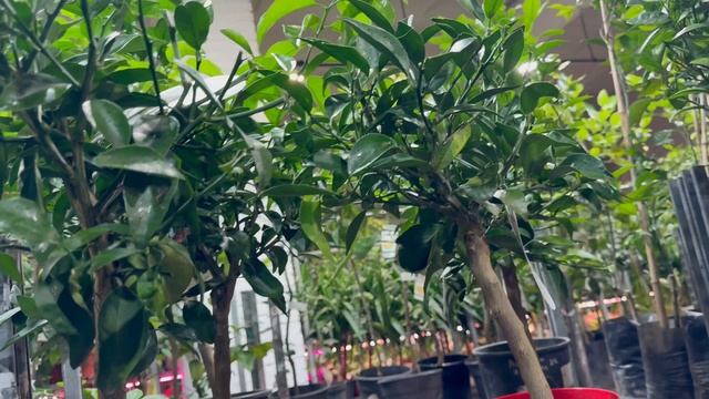 Обзор цитрусовых растений в СПб часть 2