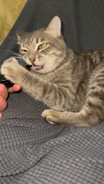 Милый котик играет 🐱