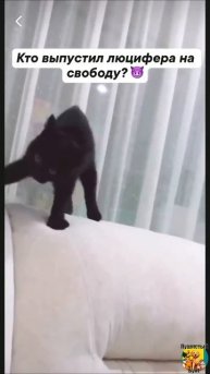 Клип @meowtaverse