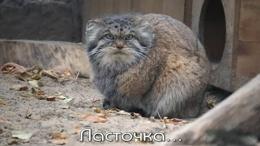 Манулы Ласточка, Снежана, котята Мии и Снежинки и наглая, шустрая белка.