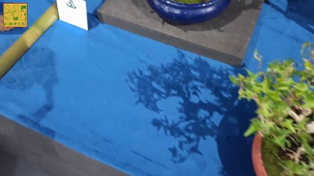 Бонсай выставка. Часть 6. Моя любимая с тропиками.