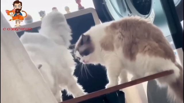 СМЕШНЫЕ КОШКИ #1, ЛУЧШИЕ ПРИКОЛЫ С КОТАМИ, КОТ, КОШКА, САМОЕ СМЕШНОЕ ВИДЕО