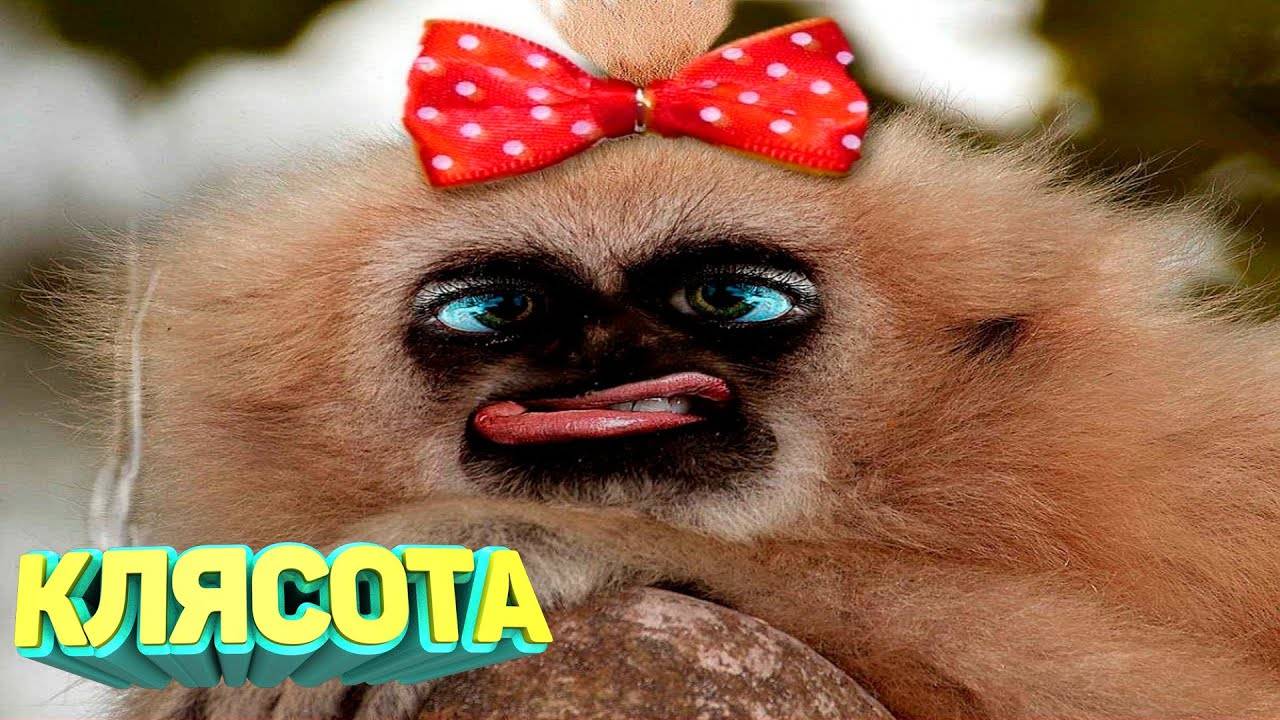 Я ржал до слез 😂 5 Минут смеха 2025 Смешные видео Лучшие Лютые ПРИКОЛЫ Октября! Подборка