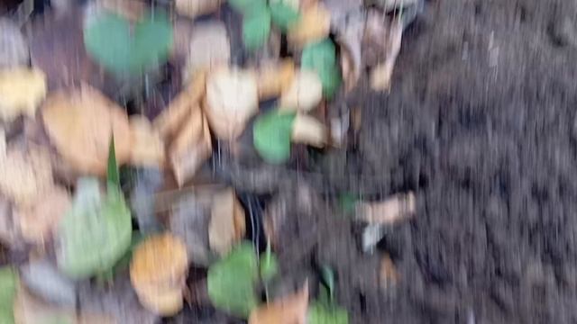 осенний коп с металлоискателем+13