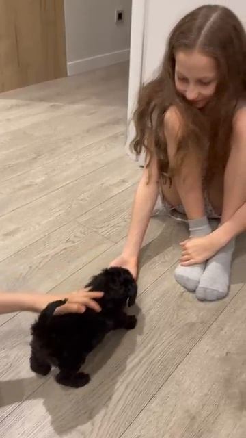 собака