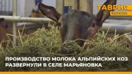 Производство молока альпийских коз развернули в селе Марьяновка