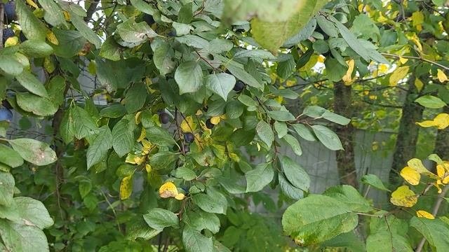 Роза гигант//виноград сломал дом//Что приготовить из айвы