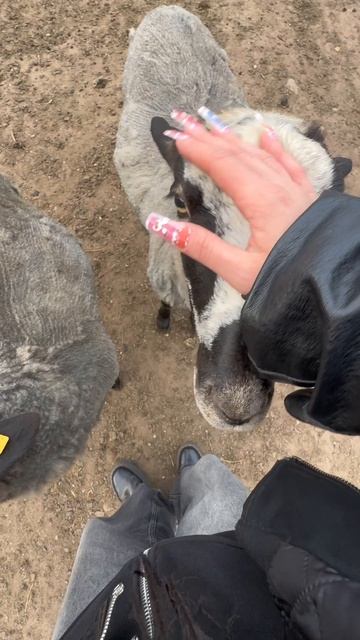 Как вам барашки?❤️