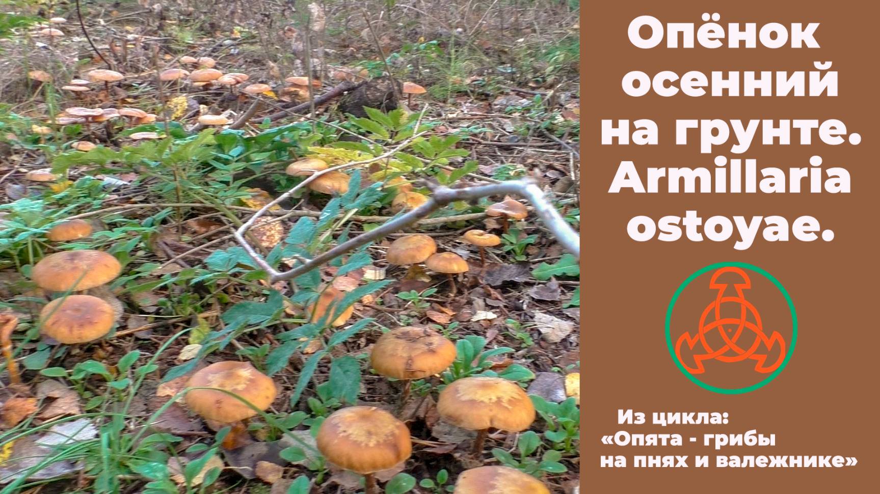 Осенниё опёнок на грунте.  Armillaria Ostoyae