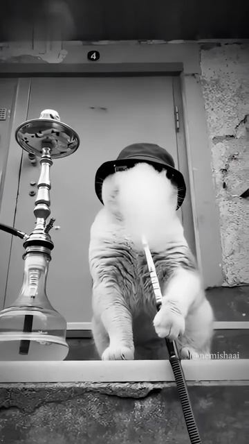 услышала песню и не могла не поделиться #бровмама #лбзор26 #котэ #кошки #песни #крутая