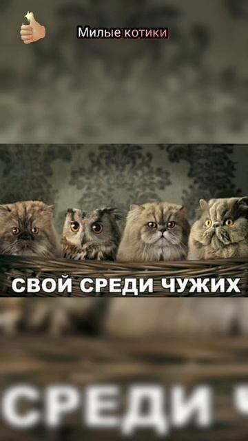 Смешные котики, без них и жизнь скучна 👍😻#кот #смешно