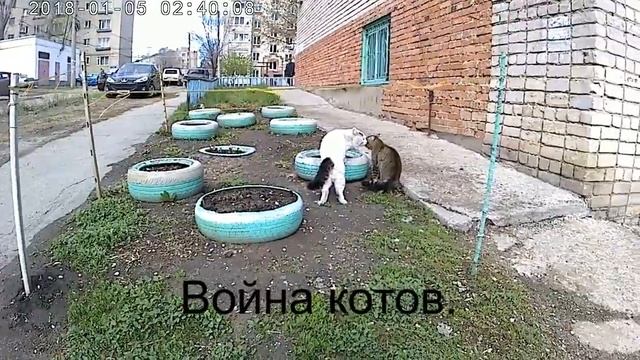 Война котов.