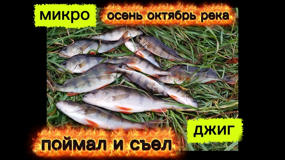ОСЕНЬ МИКРОДЖИГ ОКТЯБРЬ ОКУНЬ РЫБАЛКА