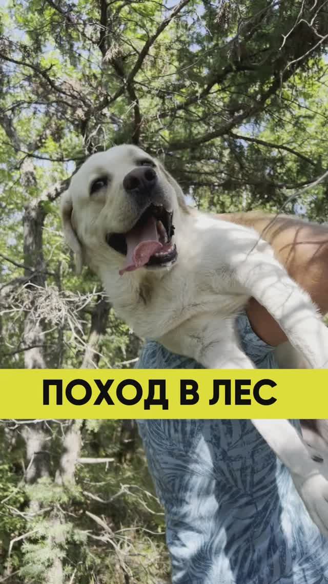 Собачья мудрость фигни не скажет