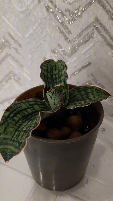 Сансевиерия Клеопатра Sansevieria Cleopatra #sansevieria #сансевиерия #plants