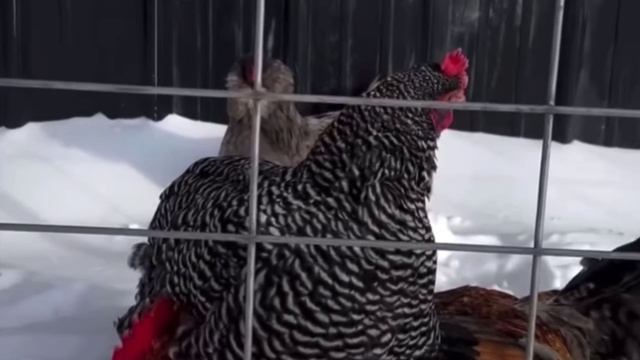 В курятнике матриархальная форма правления👑🤣