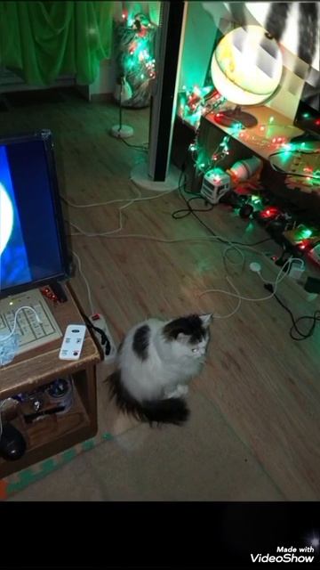 Мариуполь ⛵ Мои любимки 🐈🐈🐈, вечер 💻🥤