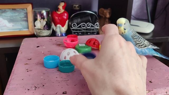 забавные Птичкины красавчики