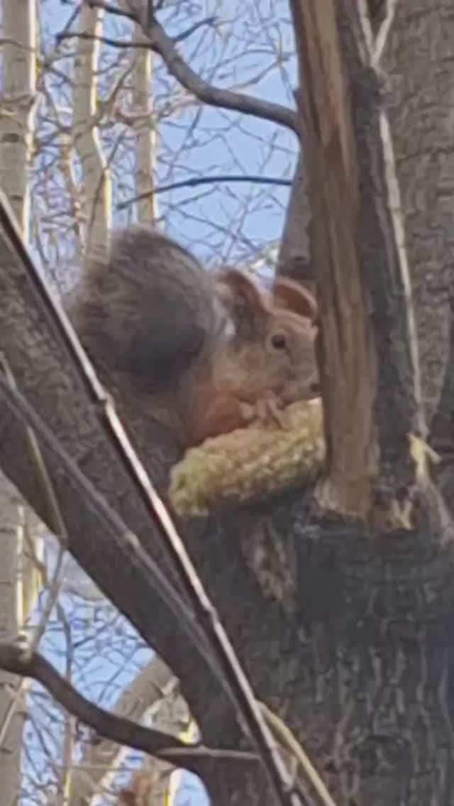 Лёгкий перекус 🌽