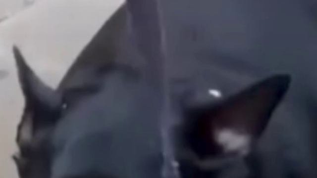 Катали