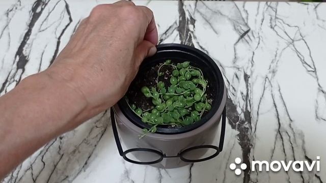 Комнатные растения/цветы. Небольшие цветочные покупки. Новая аглаонема.