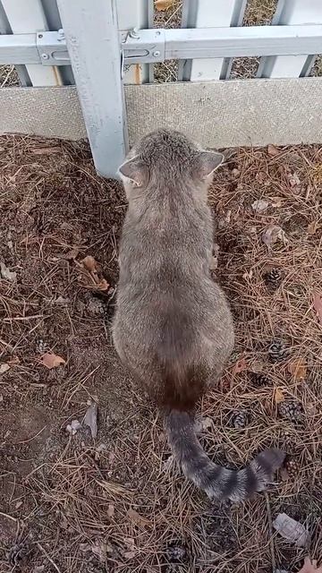 #Котбарси #Кот #питомцы