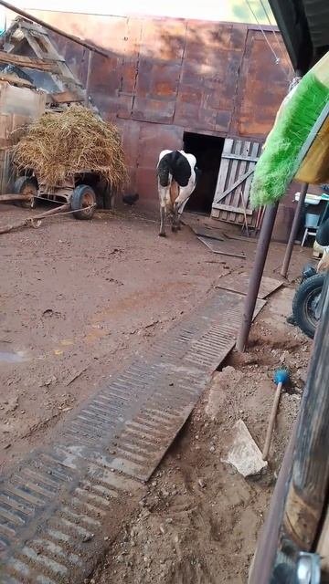 Луна кот лошадь в деревне майка
