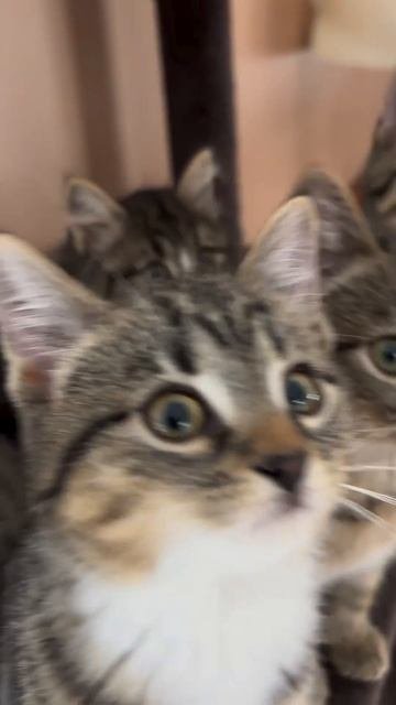 Наш TG Https://t.me/liveofcats
