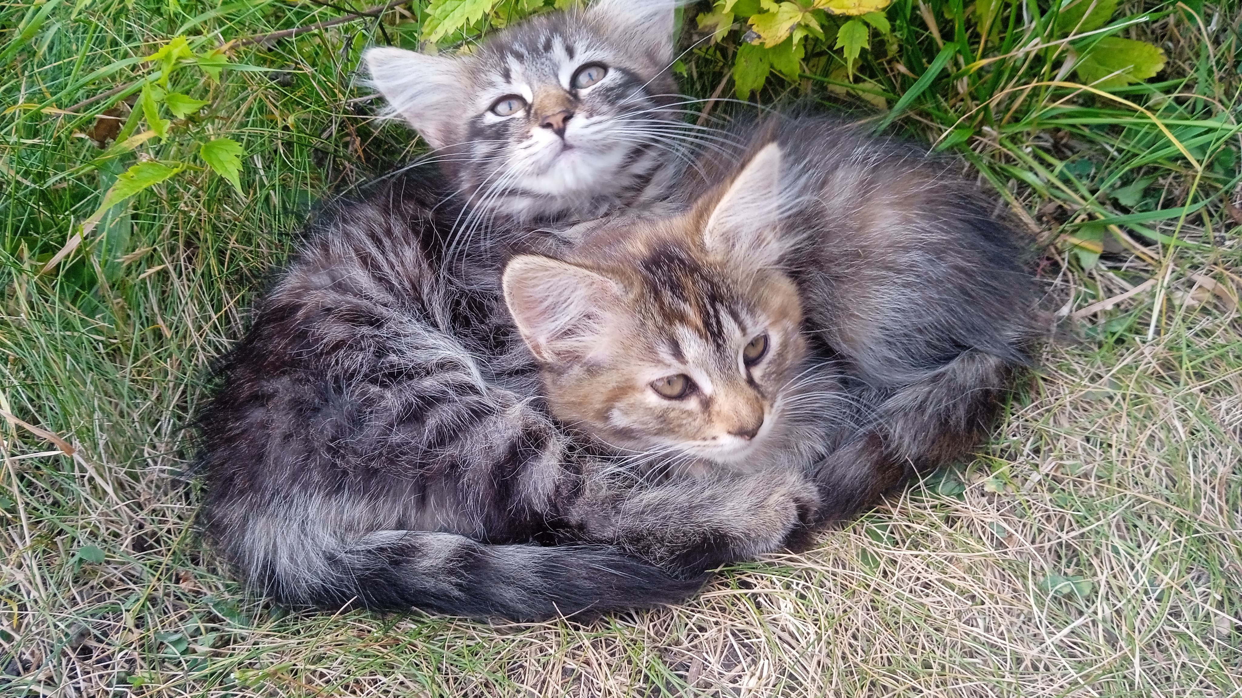 Отдам котят в добрые руки трёхшерстные котята от серой вислоухой кошки мама - отличная мышеловка