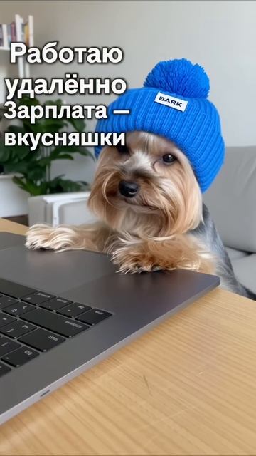 Создаю видеоконтент с помощью ИИ #одеждадлясобак #собака #роликназаказ #рекламныйролик #видеоконтент