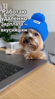 Создаю видеоконтент с помощью ИИ #одеждадлясобак #собака #роликназаказ #рекламныйролик #видеоконтент