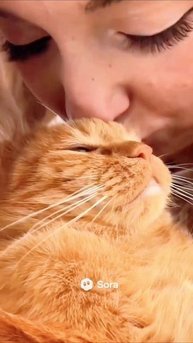 А ты знал, что…
Коты пахнут так приятно для нас из-за  того что они постоянно вылизываются, выделяя