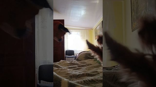 Драка. Лютика. и. призрака 5-я часть