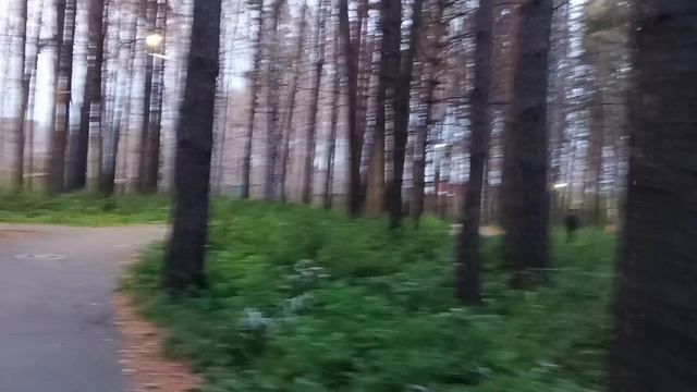 Вечерняя прогулка с Василичем перед сном