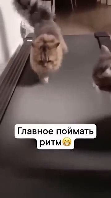 Когда у тебя дикое желание заниматься спортом 😼