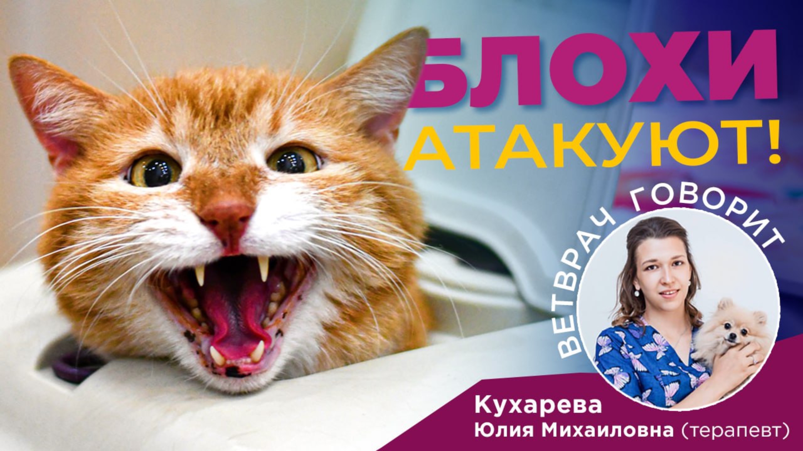 Блохи круглый год: рассказывает дерматолог Юлия Кухарева