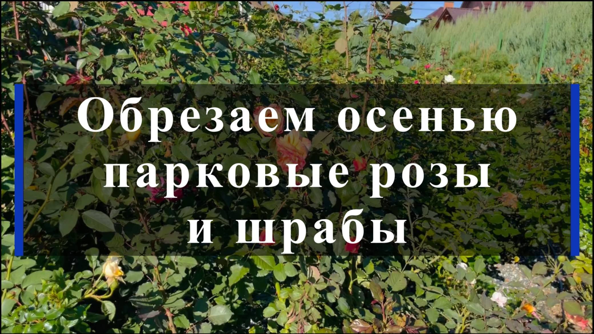 Обрезаем осенью парковые розы и шрабы