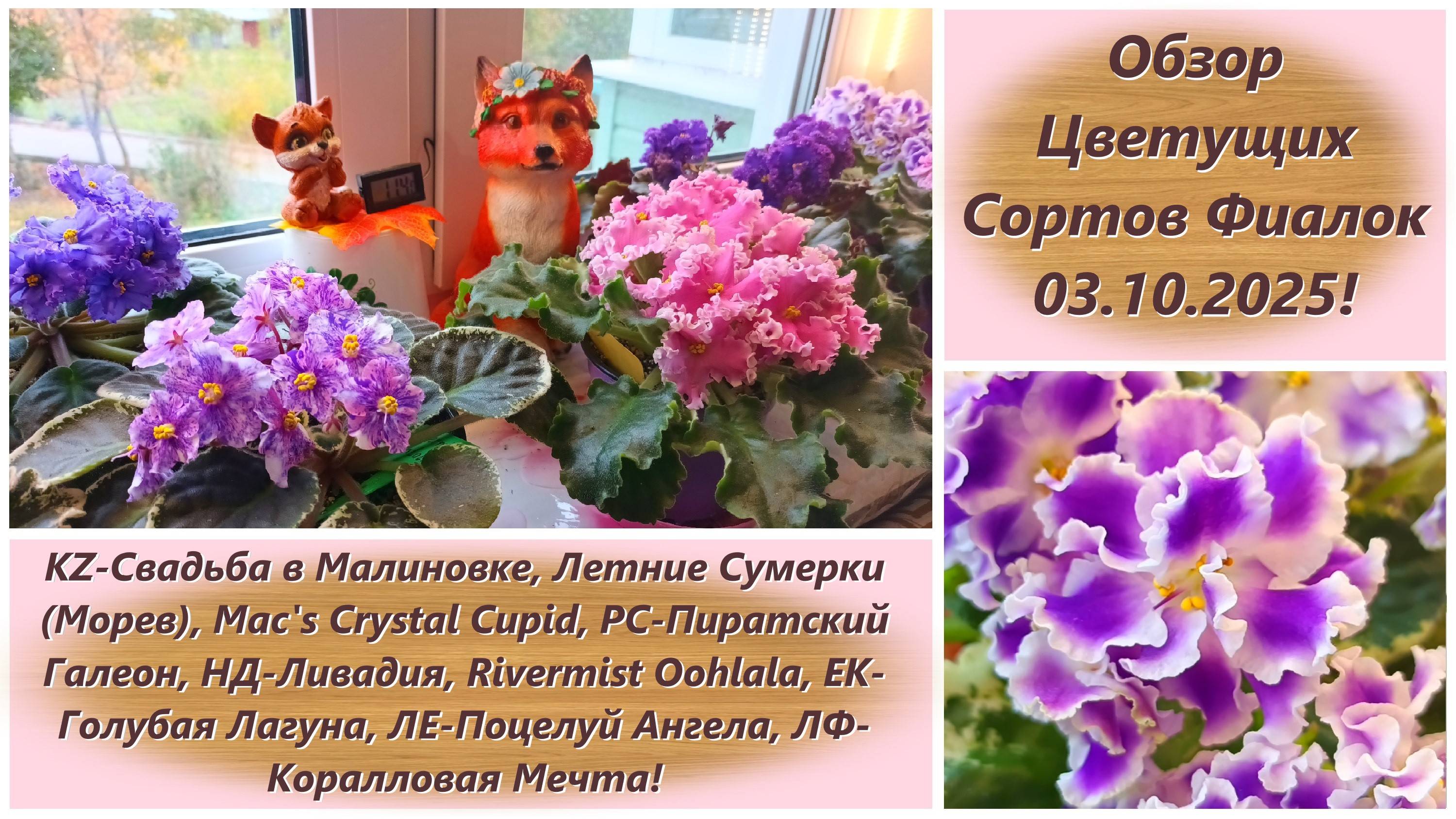 Обзор Цветущих Сортов Фиалок 03.10.2025!