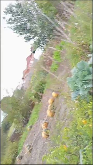 Я приехал из Борисовки на Чапаева.