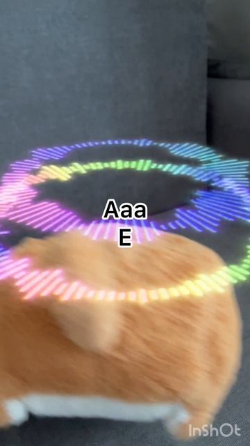 Любимая игрушка 🐈❤️