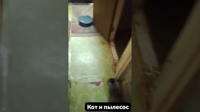 Знакомство пылесоса с полом и с котом.