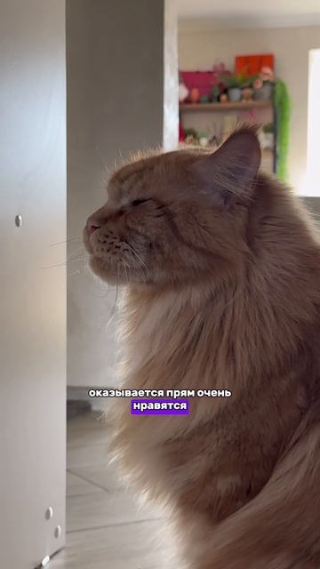А вашим котикам нравится такое?❤️