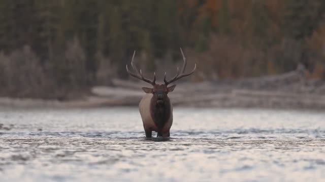 КРИК ОЛЕНЯ ПЕРИОД ГОНА