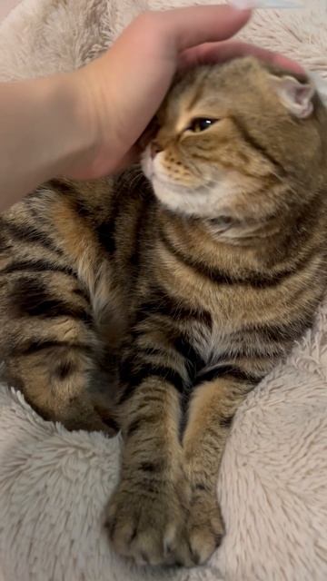 Милая шотландская вислоухая кошечка 🐱